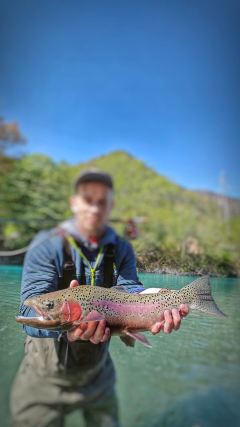 rainbow trrout up.